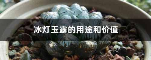 冰灯玉露的用途和价值