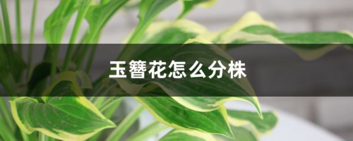 玉簪花怎么分株