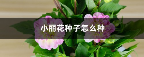 小丽花种子怎么种