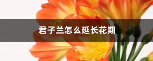 君子兰怎么延长花期